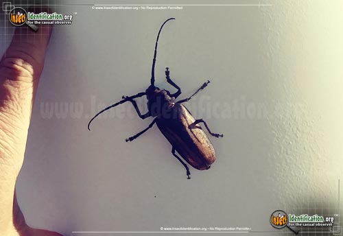 Thumbnail image of the Ponderous-Borer-Beetle