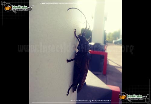 Thumbnail image #2 of the Ponderous-Borer-Beetle