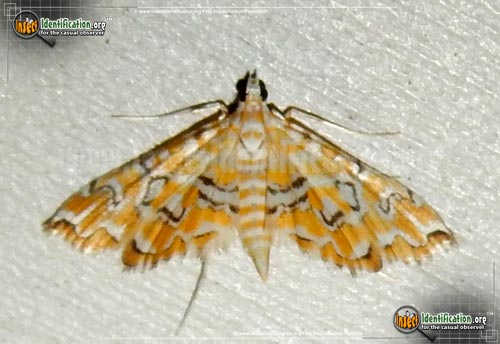 Thumbnail image of the Pondside-Pyralid-Moth