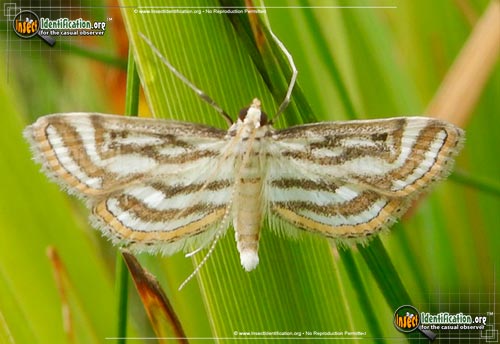 Thumbnail image of the Pondweed-Moth