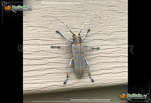 Thumbnail image of the Poplar-Borer-Beetle