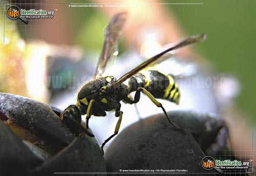 Thumbnail image of the Potter-Wasp-Ancistrocerus-antilope