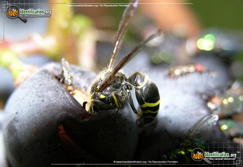 Thumbnail image #2 of the Potter-Wasp-Ancistrocerus-antilope