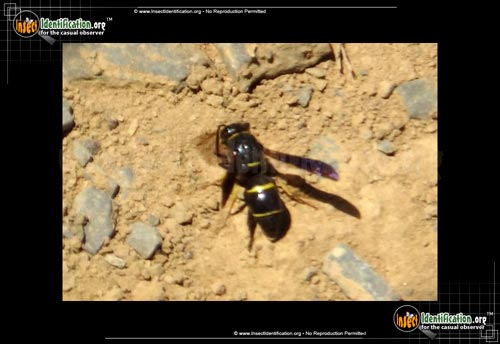 Thumbnail image of the Potter-Wasp-Eudoynerus