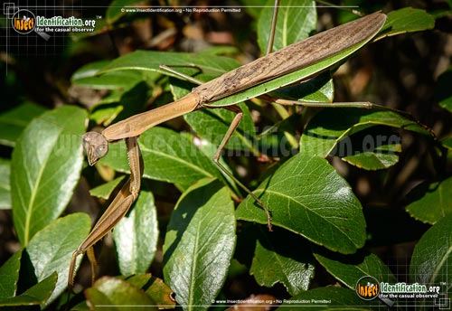 Thumbnail image of the Praying-Mantis