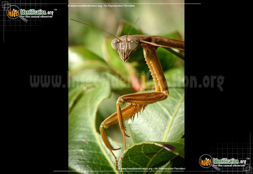 Thumbnail image #4 of the Praying-Mantis