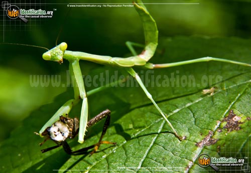 Thumbnail image #5 of the Praying-Mantis