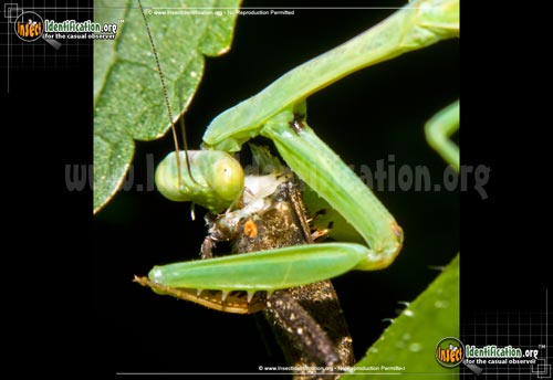 Thumbnail image #13 of the Praying-Mantis
