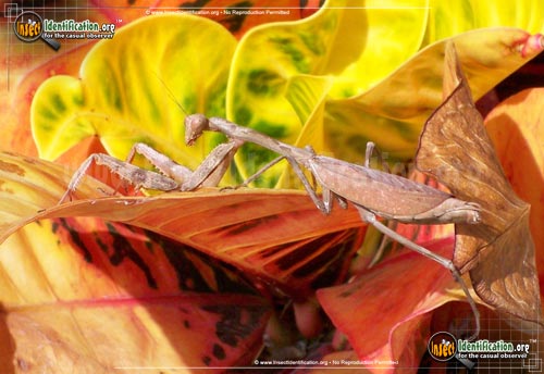 Thumbnail image #10 of the Praying-Mantis