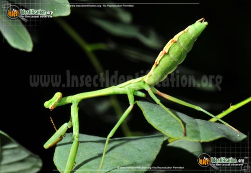Thumbnail image #7 of the Praying-Mantis
