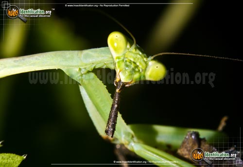Thumbnail image #12 of the Praying-Mantis