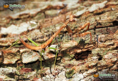 Thumbnail image #14 of the Praying-Mantis