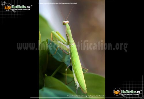 Thumbnail image #2 of the Praying-Mantis