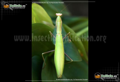 Thumbnail image #9 of the Praying-Mantis