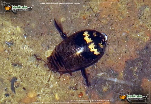Thumbnail image of the Predaceous-Diving-Beetle-Acilius