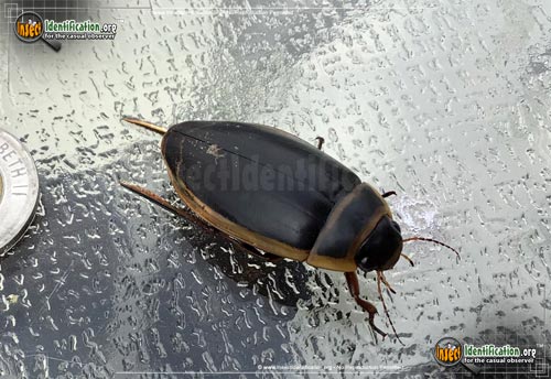 Thumbnail image of the Predaceous-Diving-Beetle