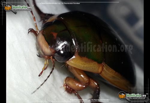 Thumbnail image #2 of the Predaceous-Diving-Beetle