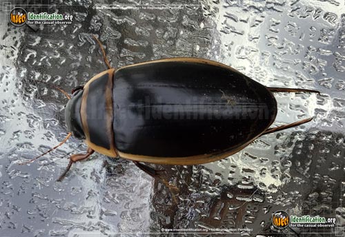 Thumbnail image #6 of the Predaceous-Diving-Beetle