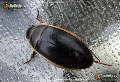 Thumbnail image #3 of the Predaceous-Diving-Beetle