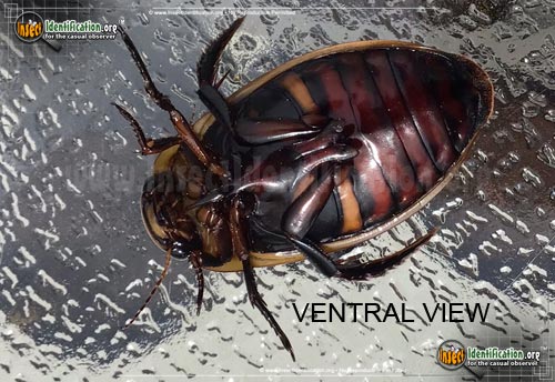 Thumbnail image #5 of the Predaceous-Diving-Beetle