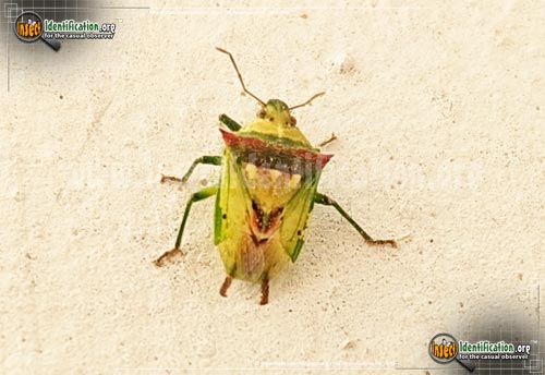 Thumbnail image of the Predatory-Stink-Bug-Tylospilus