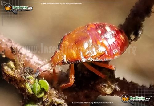 Thumbnail image of the Predatory-Stink-Bug-Podisus