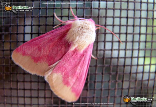 Thumbnail image of the Primrose-Moth