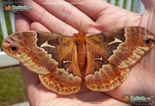 Thumbnail image #4 of the Promethea-Moth