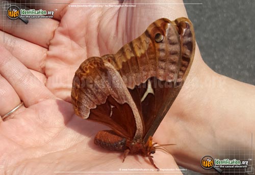 Thumbnail image #5 of the Promethea-Moth