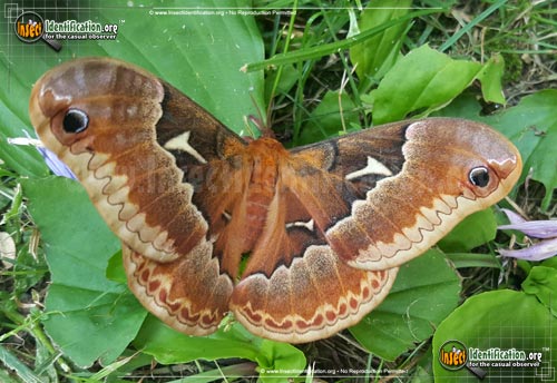 Thumbnail image #2 of the Promethea-Moth