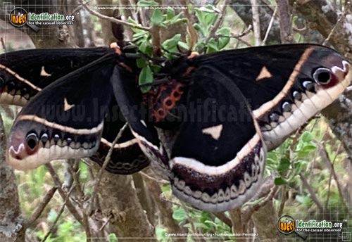 Thumbnail image #5 of the Promethea-Moth