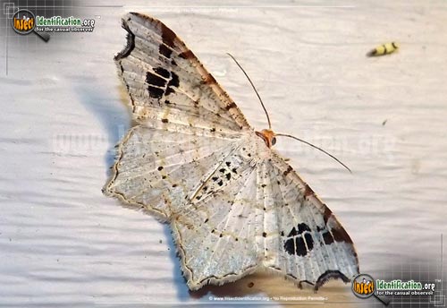 Thumbnail image of the Promiscuous-Angle-Moth