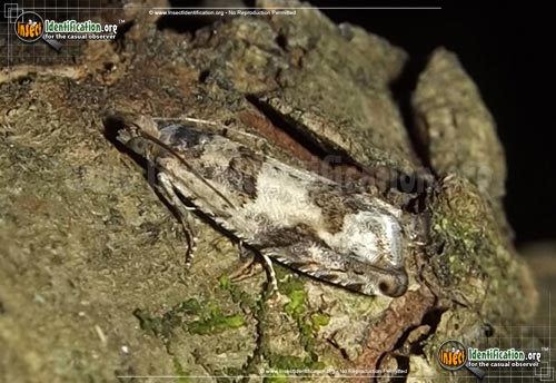 Thumbnail image of the Pseudexentera-Moth