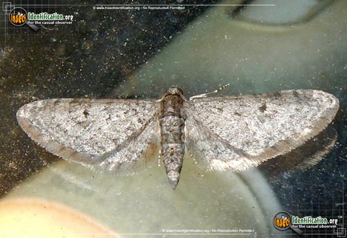 Thumbnail image of the Pug-Moth-Eupithecia