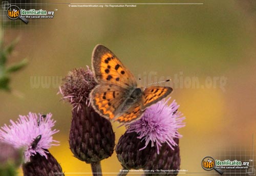 Thumbnail image of the Purplish-Copper-Butterfly