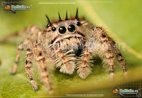 Thumbnail image #3 of the Putnam-Jumping-Spider