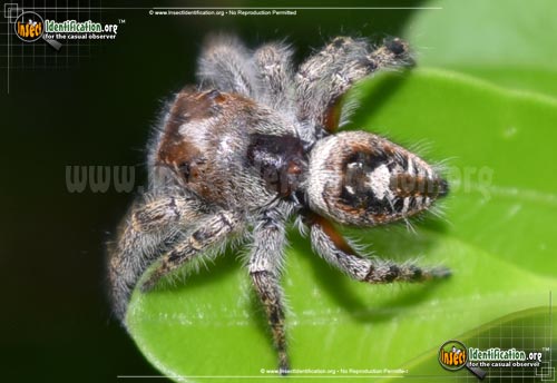 Thumbnail image #2 of the Putnam-Jumping-Spider
