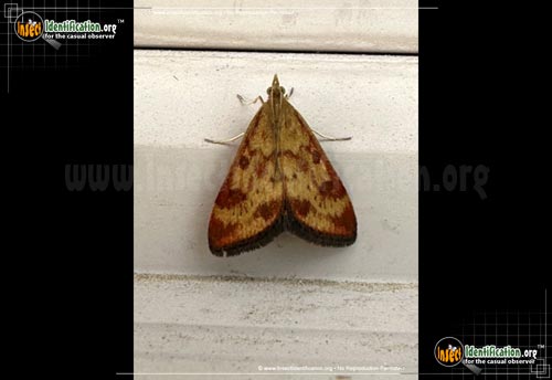 Thumbnail image of the Pyrausta-subsequalis-Moth