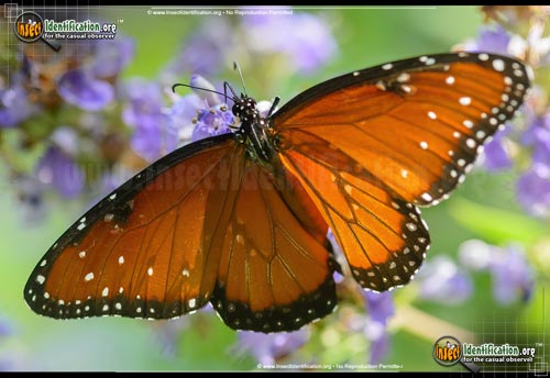 Thumbnail image of the Queen-Butterfly