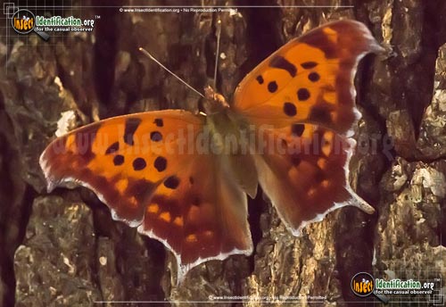 Thumbnail image of the Question-Mark-Butterfly
