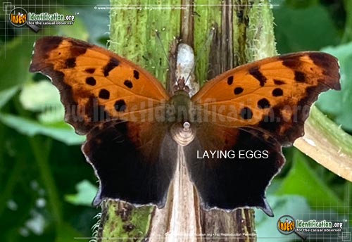 Thumbnail image #15 of the Question-Mark-Butterfly