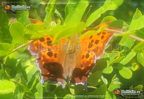Thumbnail image #10 of the Question-Mark-Butterfly