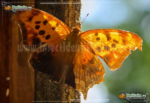 Thumbnail image #9 of the Question-Mark-Butterfly
