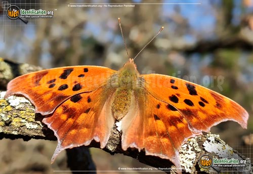 Thumbnail image #14 of the Question-Mark-Butterfly