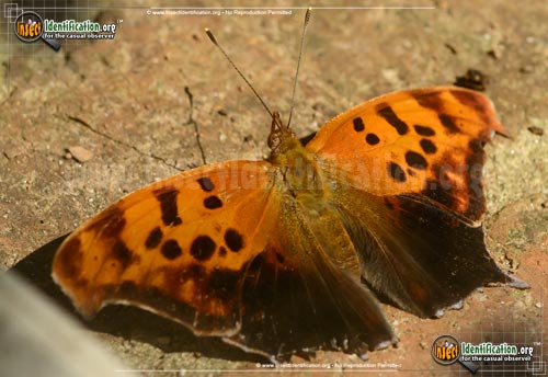 Thumbnail image #6 of the Question-Mark-Butterfly