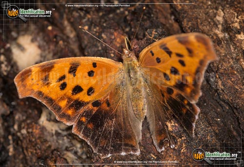 Thumbnail image #4 of the Question-Mark-Butterfly