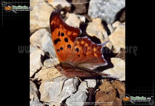 Thumbnail image #3 of the Question-Mark-Butterfly
