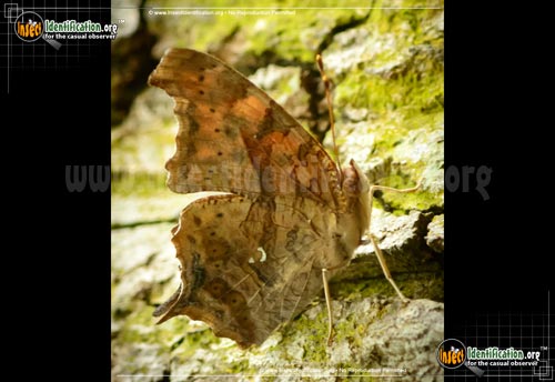 Thumbnail image #12 of the Question-Mark-Butterfly