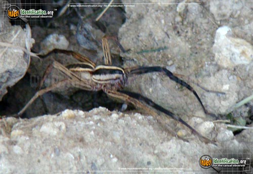 Thumbnail image #3 of the Rabid-Wolf-Spider