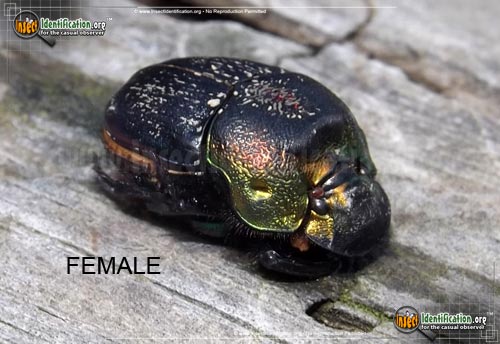 Thumbnail image #3 of the Rainbow-Scarab-Beetle